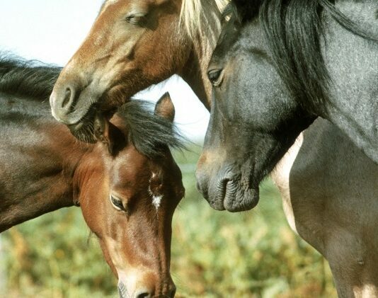 Three Fascinating Things About Horses Fascinating Things About Horses